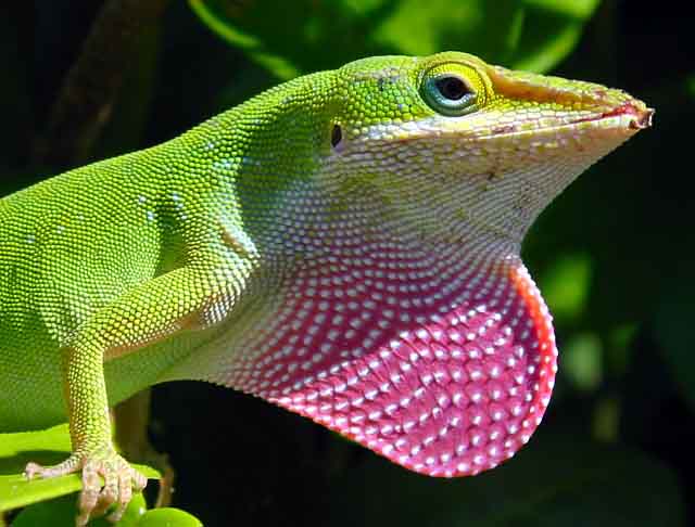 Anolis